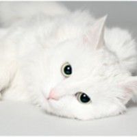 Ульяна Петрова